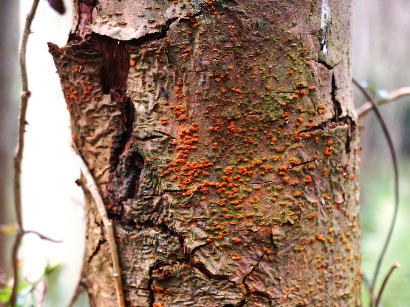 photo-forest-research-crown-chestnut-blight-2