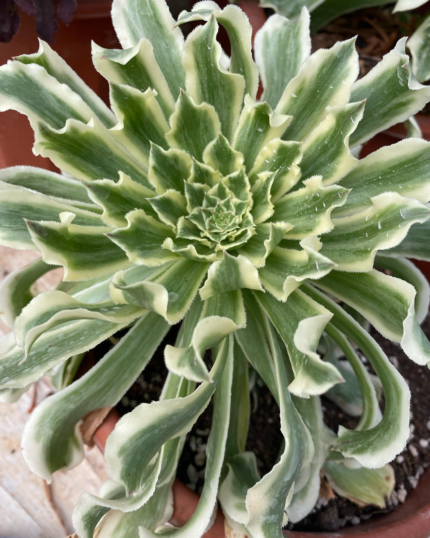 Aeonium 'Green Wave' (C) bestaeonium.com Image