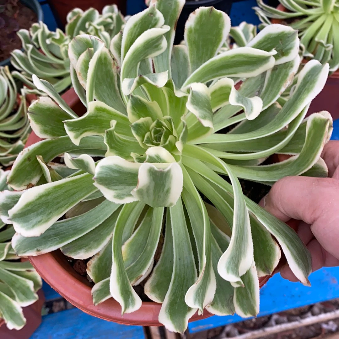 Aeonium 'Green Wave' (C) bestaeonium.com Image