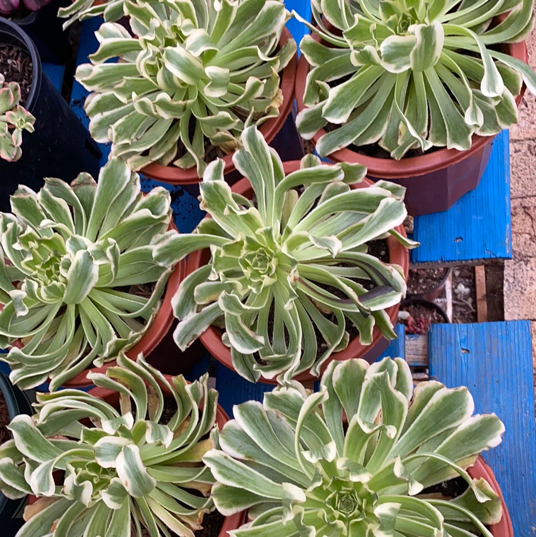 Aeonium 'Green Wave' (C) bestaeonium.com Image