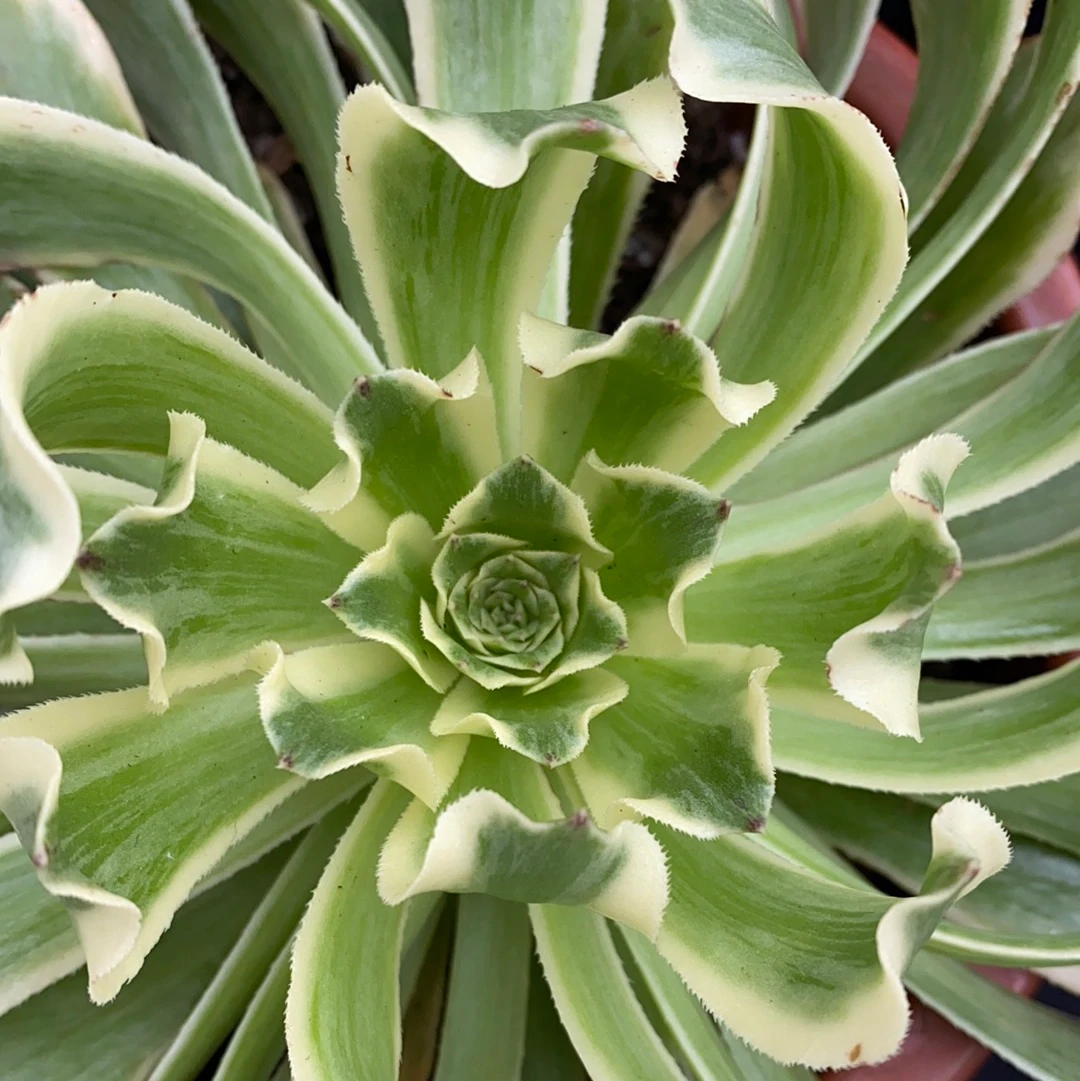 Aeonium Green Wave' (C) bestaeonium.com Image
