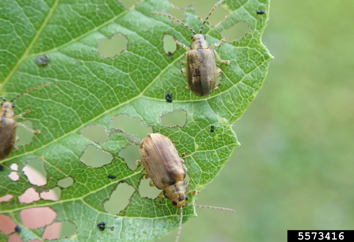 Viburnum beetle 1