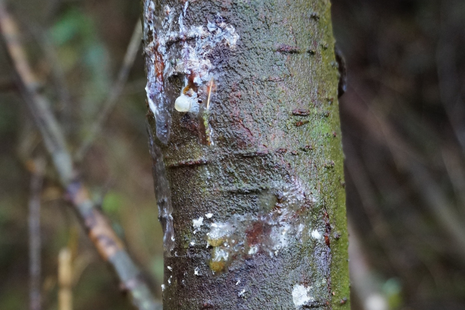 Phytophthora pluvialis 