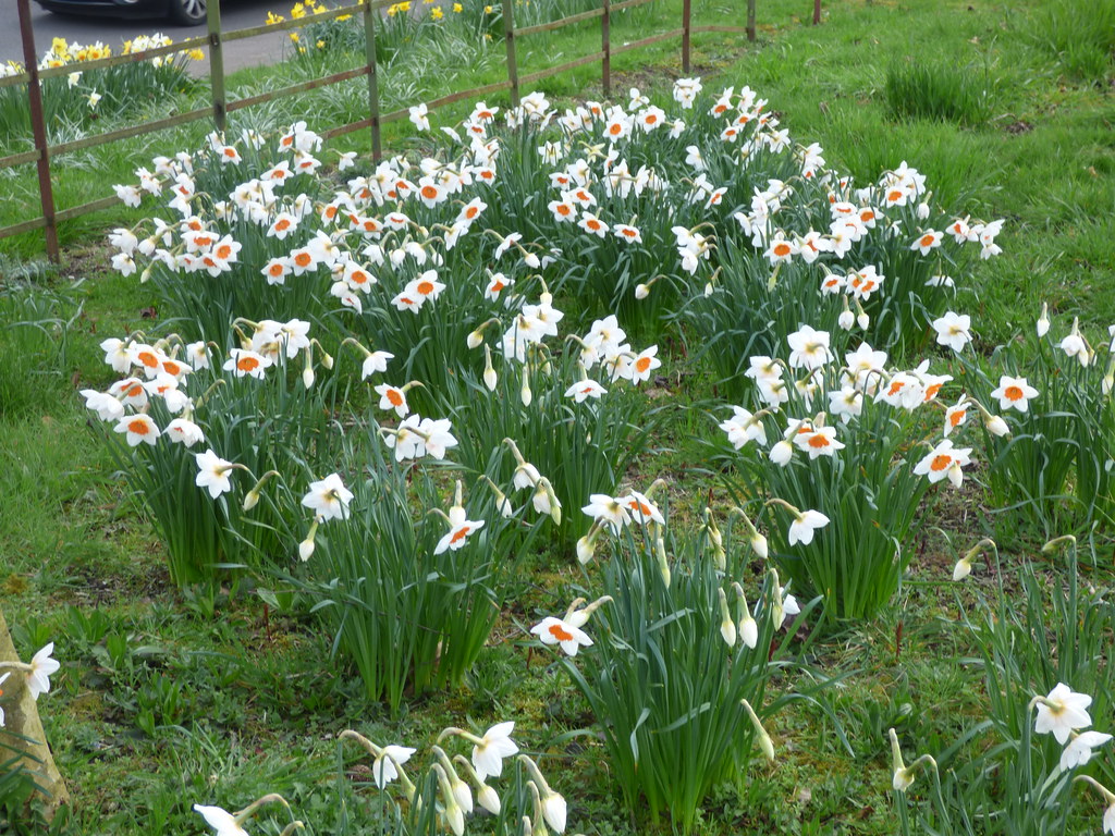Council Bans Daffodils