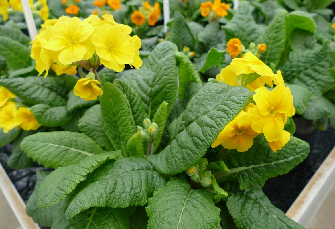 Primrose and Polyanthus - Getting the best Out Of Your Plants