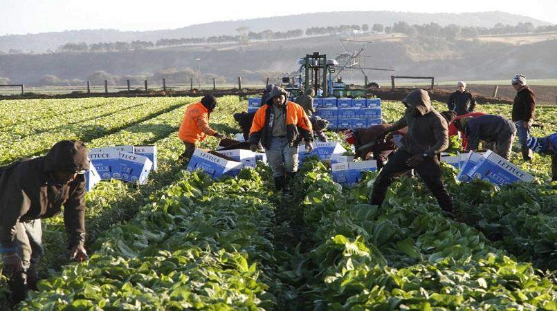 Labour shortage threatens fruit and veg supply