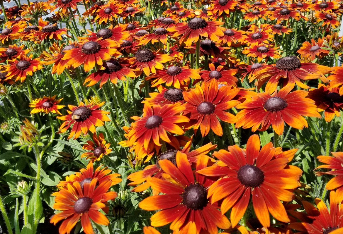 A new hybrid plant between Echinacea and Rudbeckia 