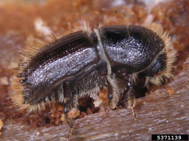 The larger eight-toothed European spruce bark beetle is a destructive pest of spruce trees and has been found in Kent