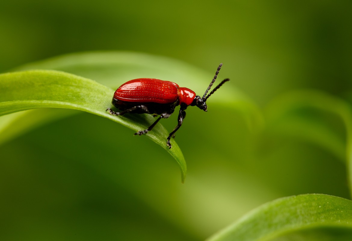 Lily beetle 1