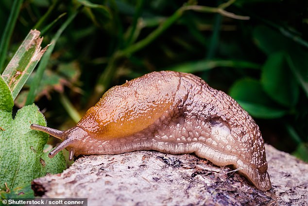 Slugs are no longer reguarded as garden pests according to the RHS