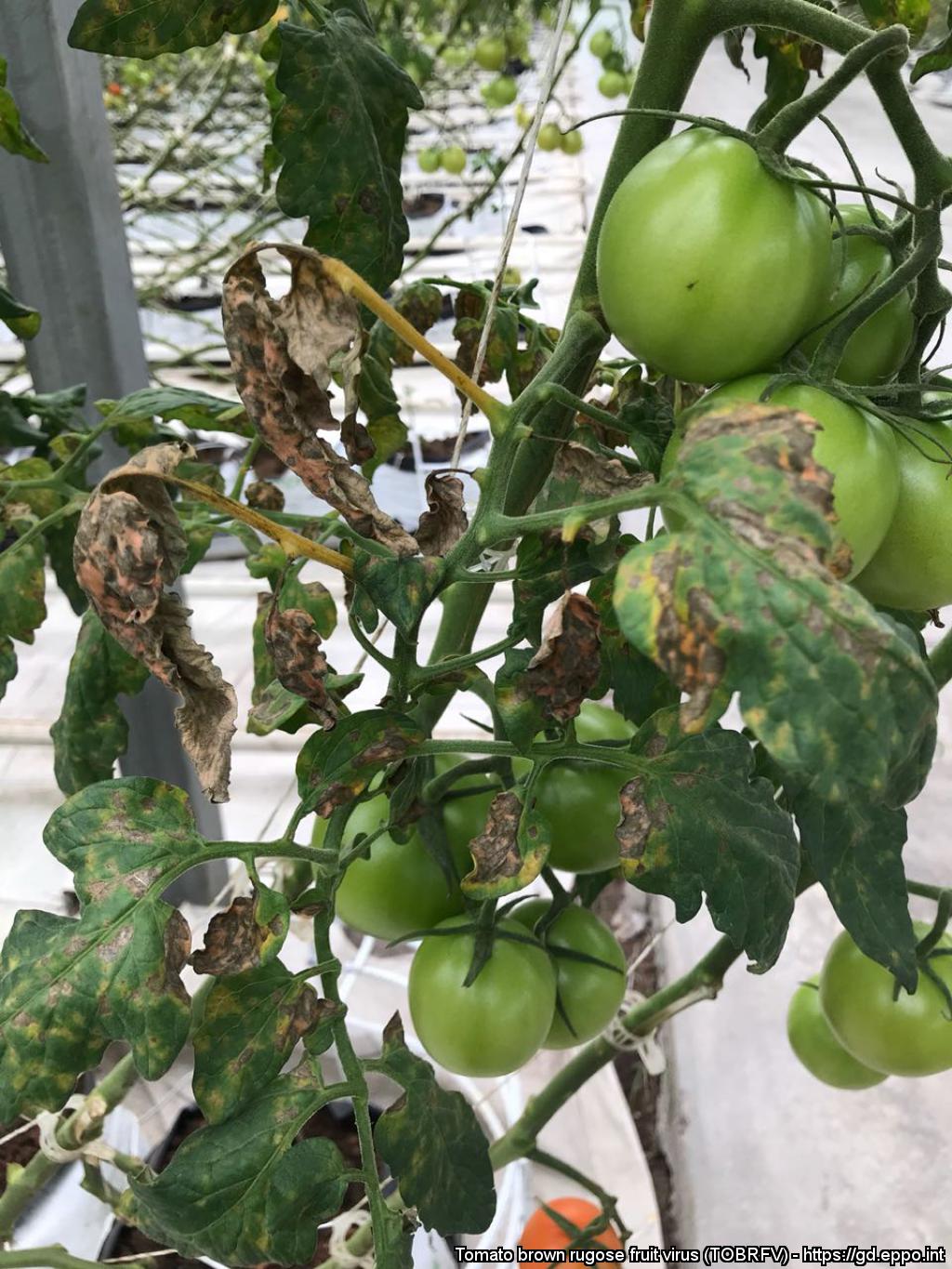 Tomato rugose foliage connell university