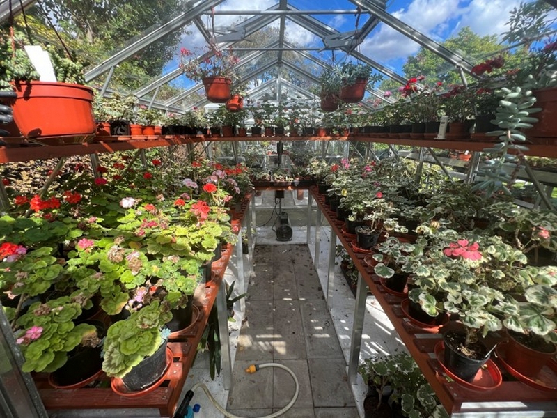 Pelargoniums and Geraniums