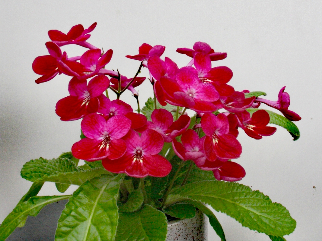 Streptocarpus 'Holly' Huge step in breeding