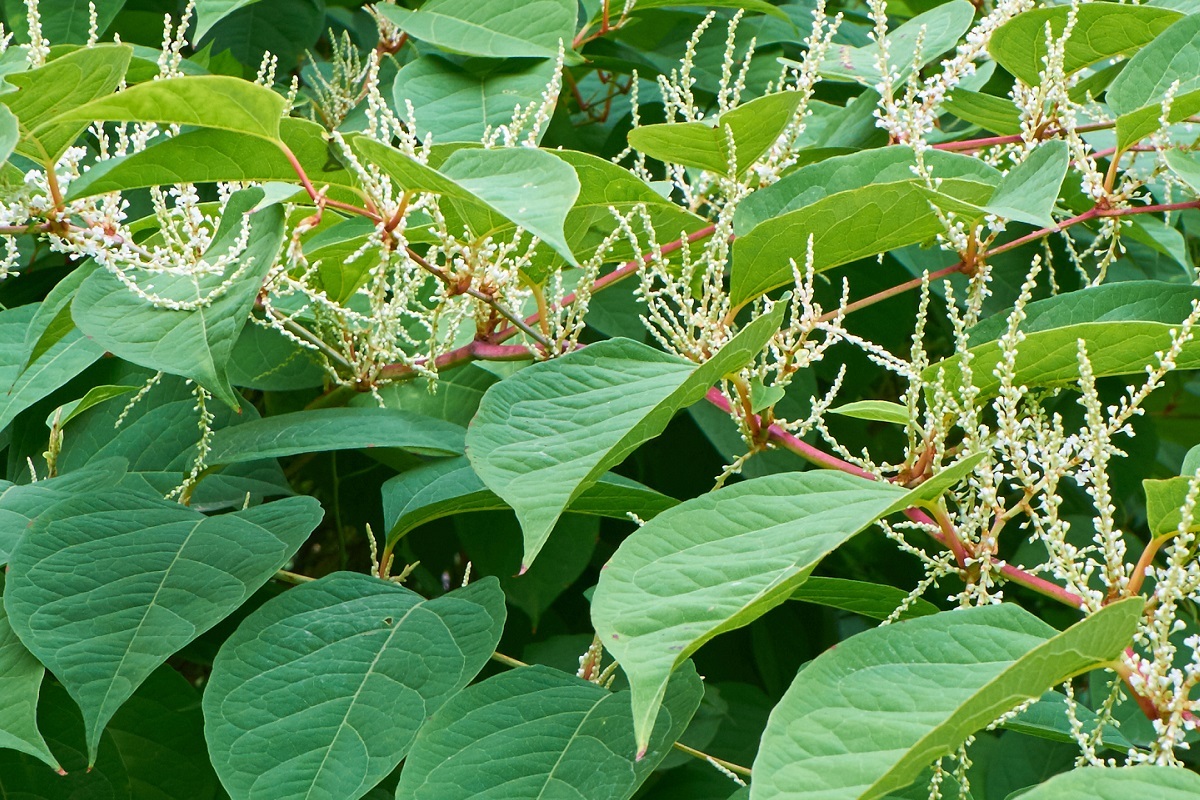 UK Government Gives Update To Japanese Knotweed Control