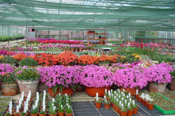 Ashwood Nurseries  apline production greenhouse