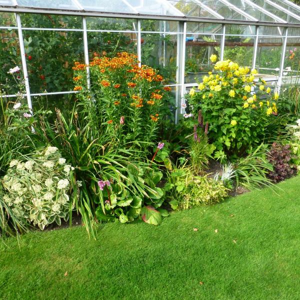 Greenhouse border in summer