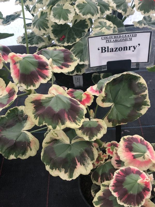 Pelargonium zonale 'Blazonry'