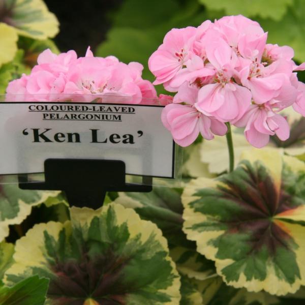 Pelargonium zonale 'Ken Lea'