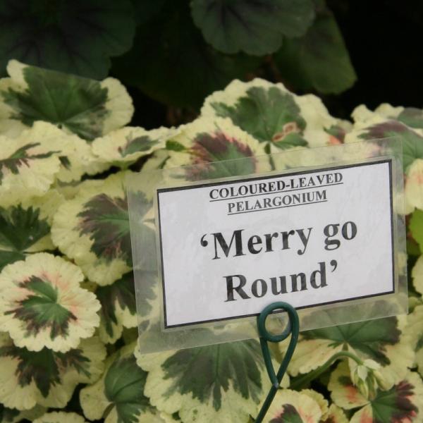 Pelargonium zonale 'Merry Go Round'